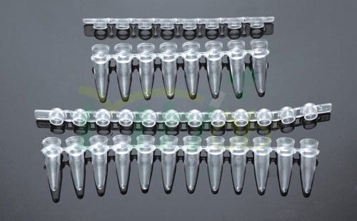 PCR Tube